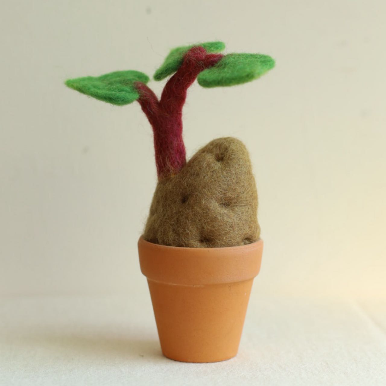 發芽系列｜地瓜